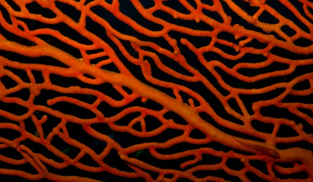 Red coral