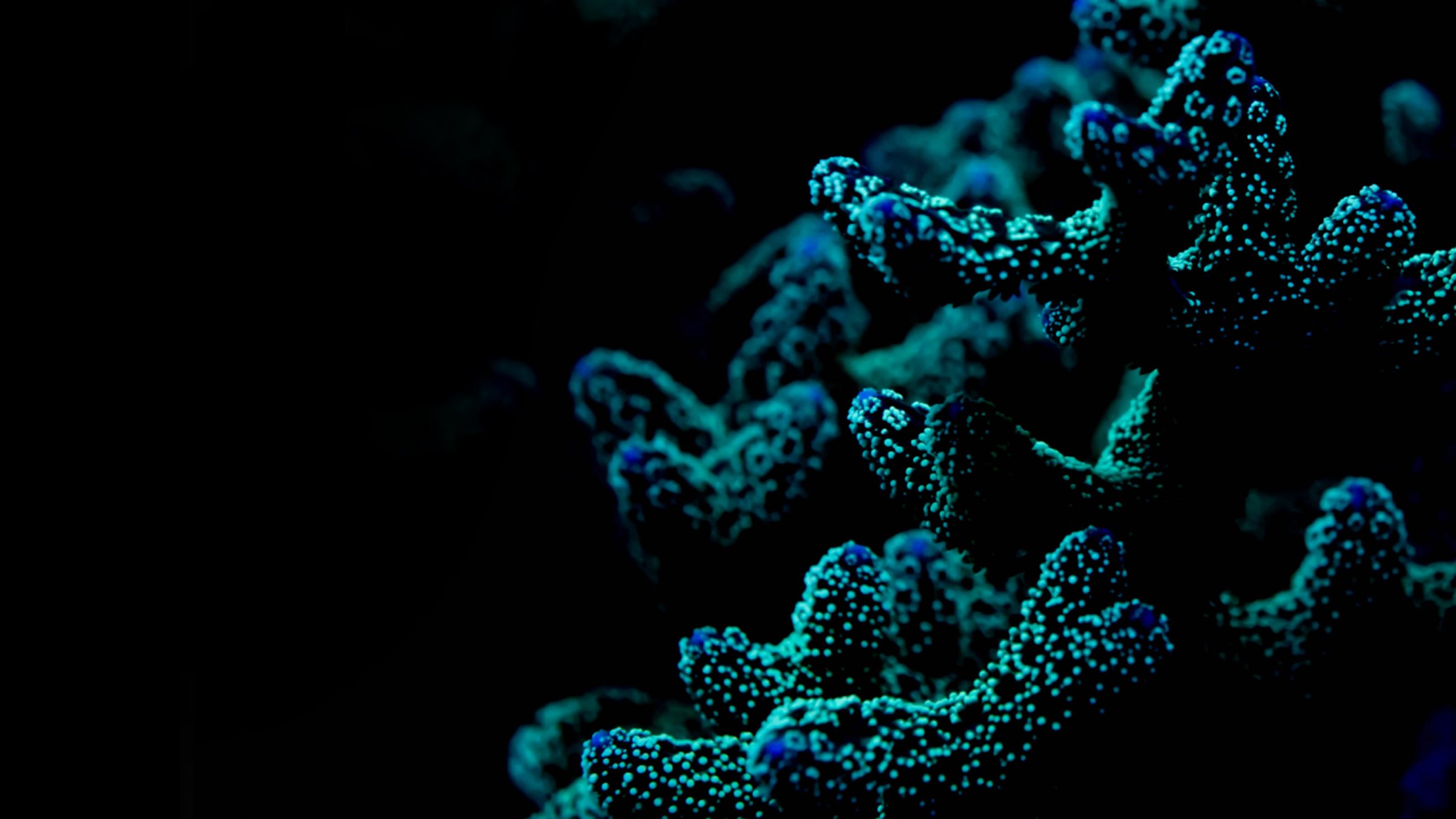 Light blue coral