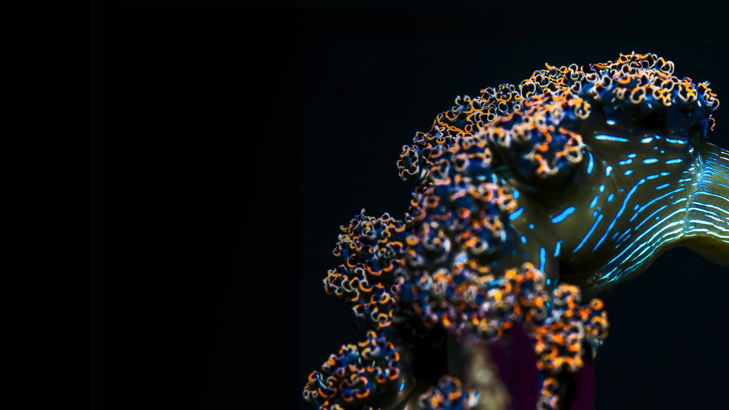 Blue, orange and black sea creature