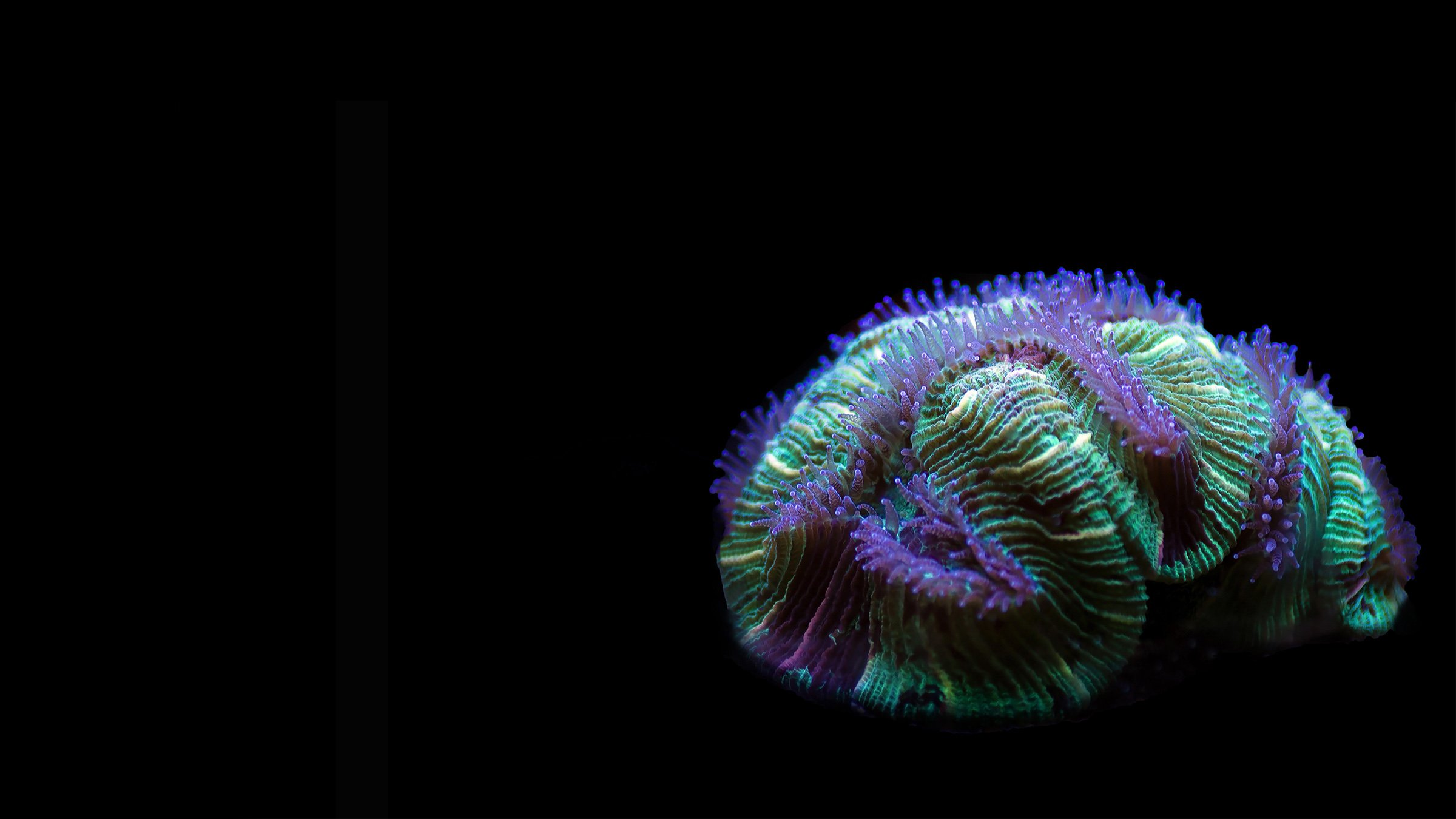 Green and purple sea creature