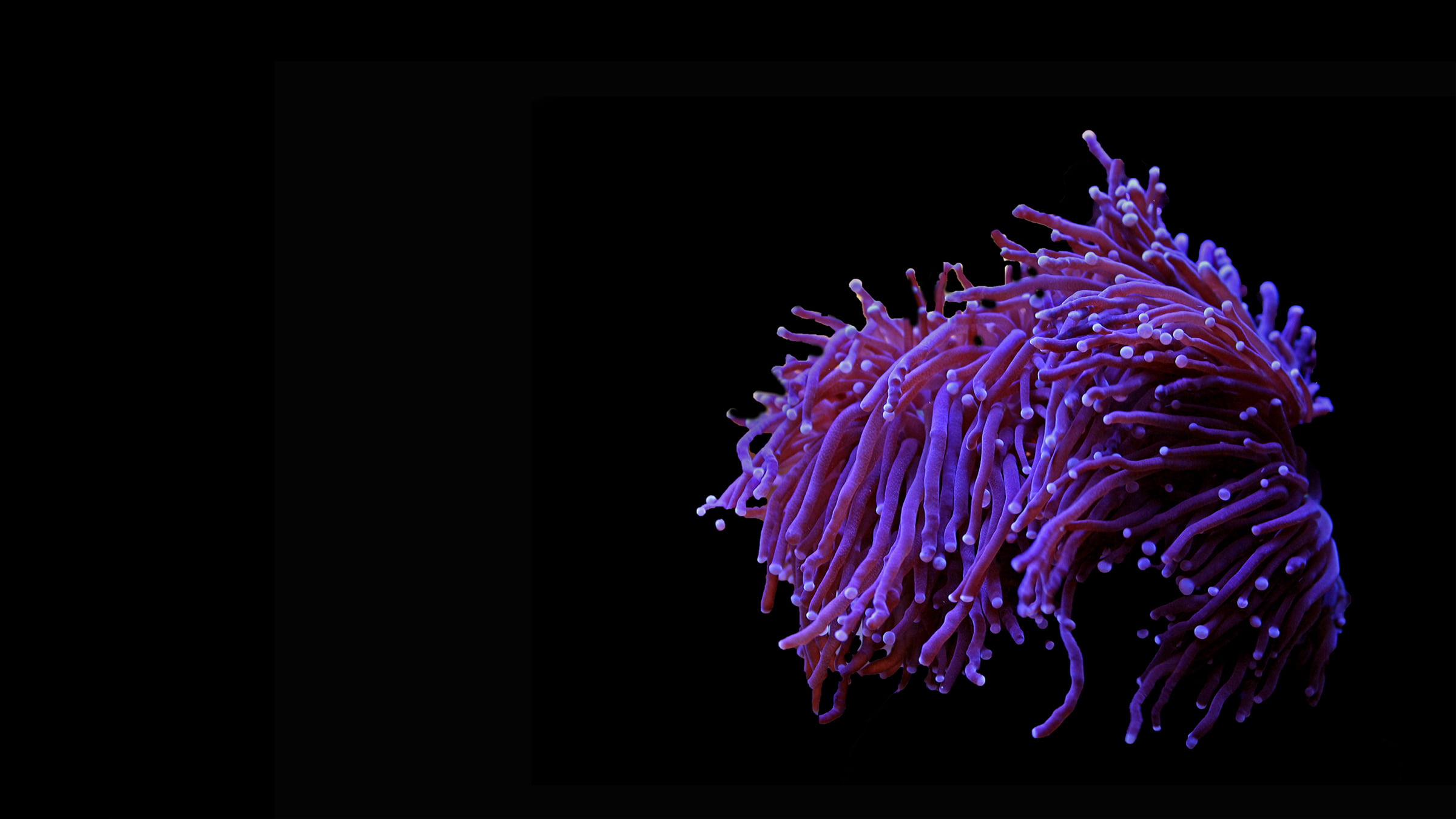Purple sea creature