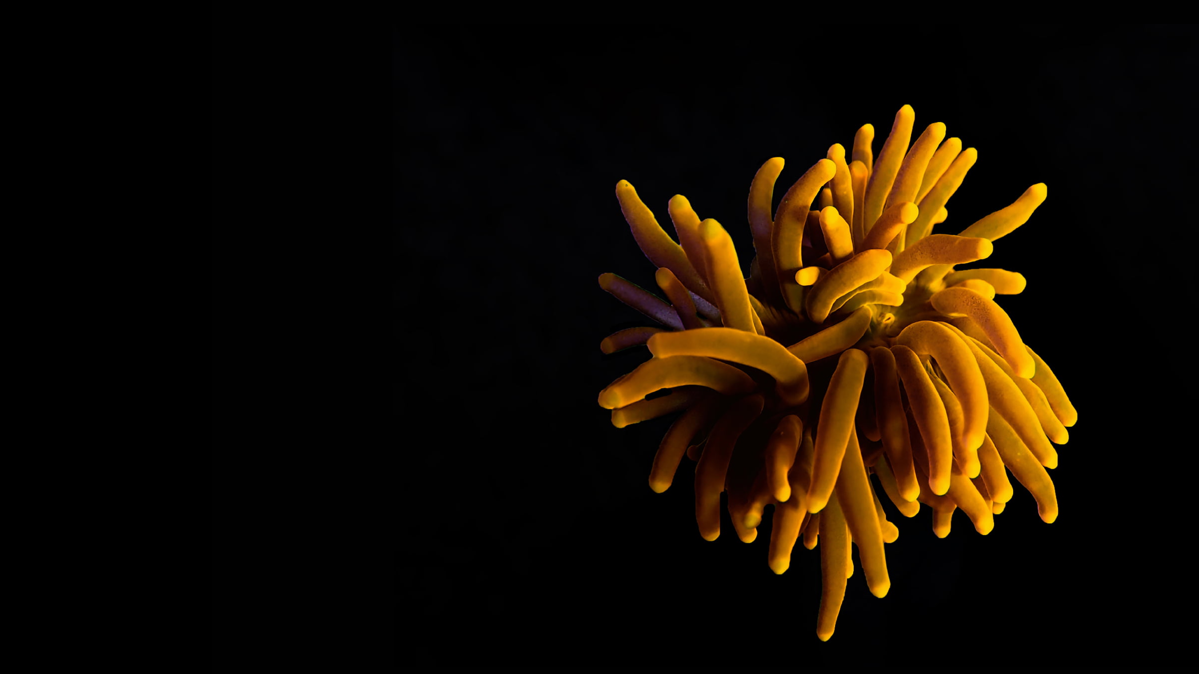 Yellow sea creature